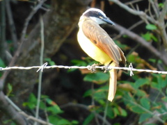 Pitangus sulphuratus