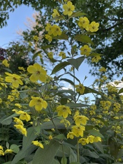 Lysimachia hybrida