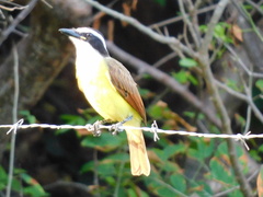 Pitangus sulphuratus