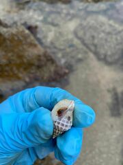 Crassilabrum crassilabrum