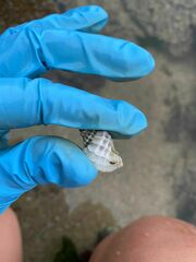 Crassilabrum crassilabrum