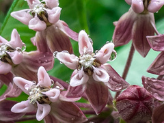 Asclepias syriaca