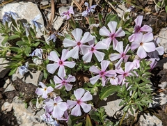 Phlox alyssifolia