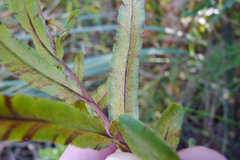 Pityrogramma trifoliata