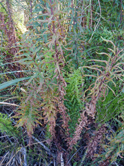 Pityrogramma trifoliata