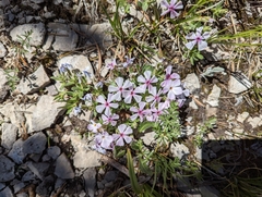 Phlox alyssifolia