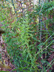 Pityrogramma trifoliata