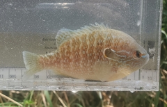 Lepomis megalotis × peltastes