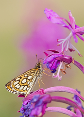 Heteropterus morpheus