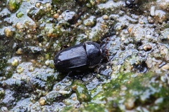 Ipidia variolosa