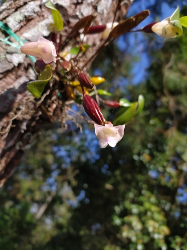 Dendrobium angustifolium (Blume) Lindl. 2