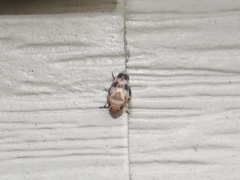 Anoscopus serratulae