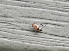 Anoscopus serratulae