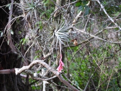 Tillandsia recurvifolia
