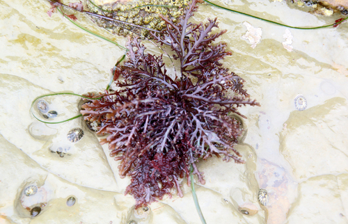 Image of Osmundea spectabilis by (c) psweet, some rights reserved (CC BY-SA)