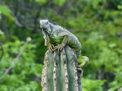 Iguana iguana