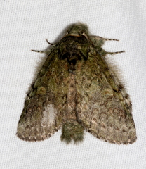 Cecrita guttivitta