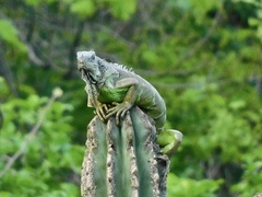 Iguana iguana