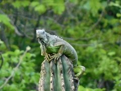 Iguana iguana