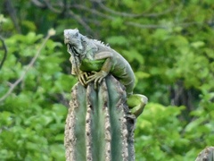 Iguana iguana