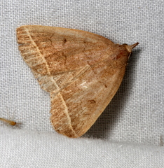 Zanclognatha jacchusalis
