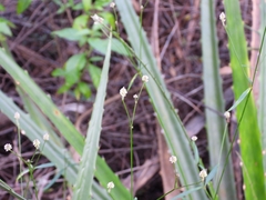 Pfaffia glomerata