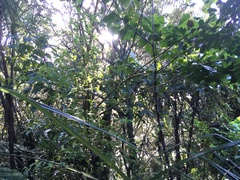 Erythrina ×sykesii