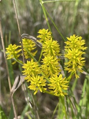 Polygala ramosa