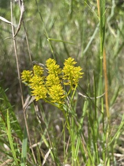 Polygala ramosa