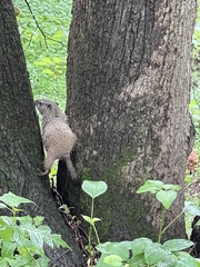 Marmota monax