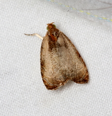 Olethreutes inornatana