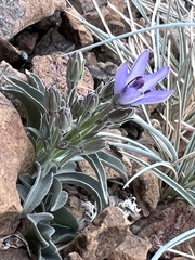 Campanula scabrella
