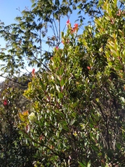 Vaccinium varingiifolium