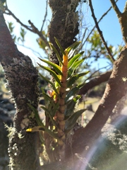Dendrobium hasseltii