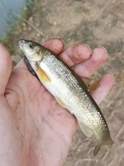 Campostoma oligolepis