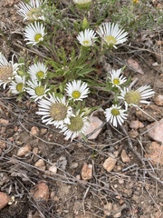 Townsendia hookeri