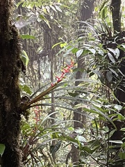 Guzmania sprucei