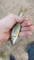 Campostoma oligolepis