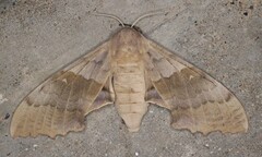 Pachysphinx modesta
