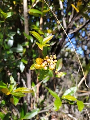 Vaccinium varingiifolium