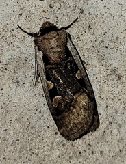 Dichagyris capota