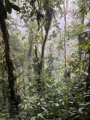 Guzmania sprucei