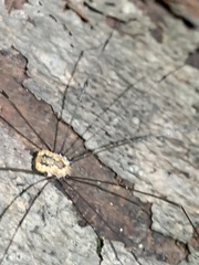 Leiobunum aldrichi