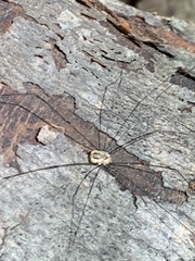 Leiobunum aldrichi