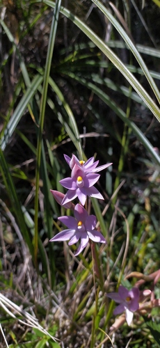 Javan Sun Orchid (Thelymitra javanica)