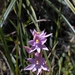 Javan Sun Orchid - Photo (c) M Daffa I, some rights reserved (CC BY-NC), uploaded by M Daffa I