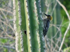 Melanerpes chrysogenys