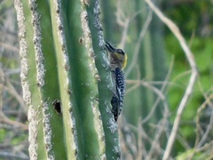 Melanerpes chrysogenys