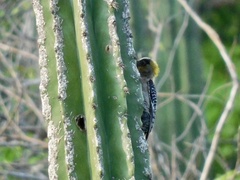 Melanerpes chrysogenys