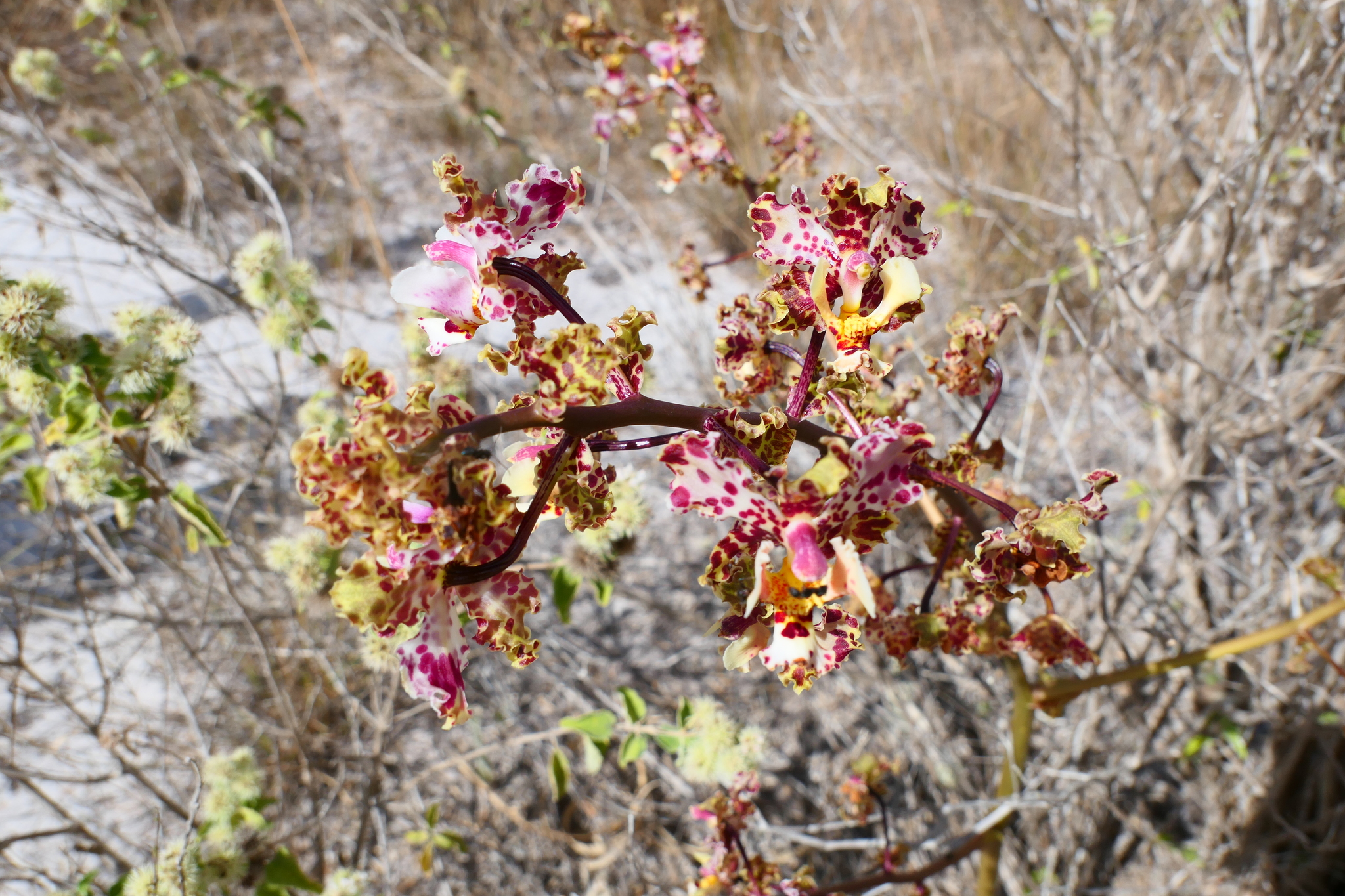 Cyrtopodium aliciae